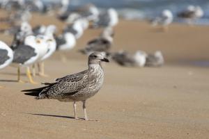 Raheel Khan Portfolio